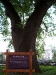 500 year old Red Poplar tree, entrance to Hongcun ancient village, Anhui province